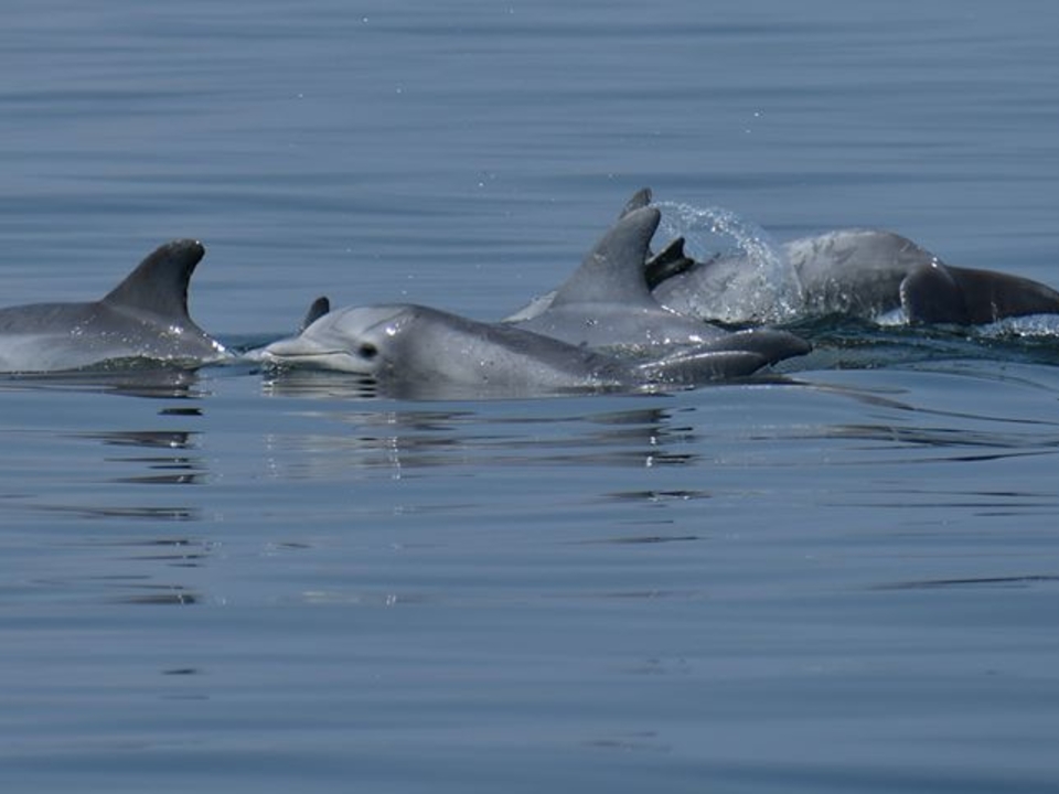 What brings dolphins to the Chesapeake Bay? University of Maryland